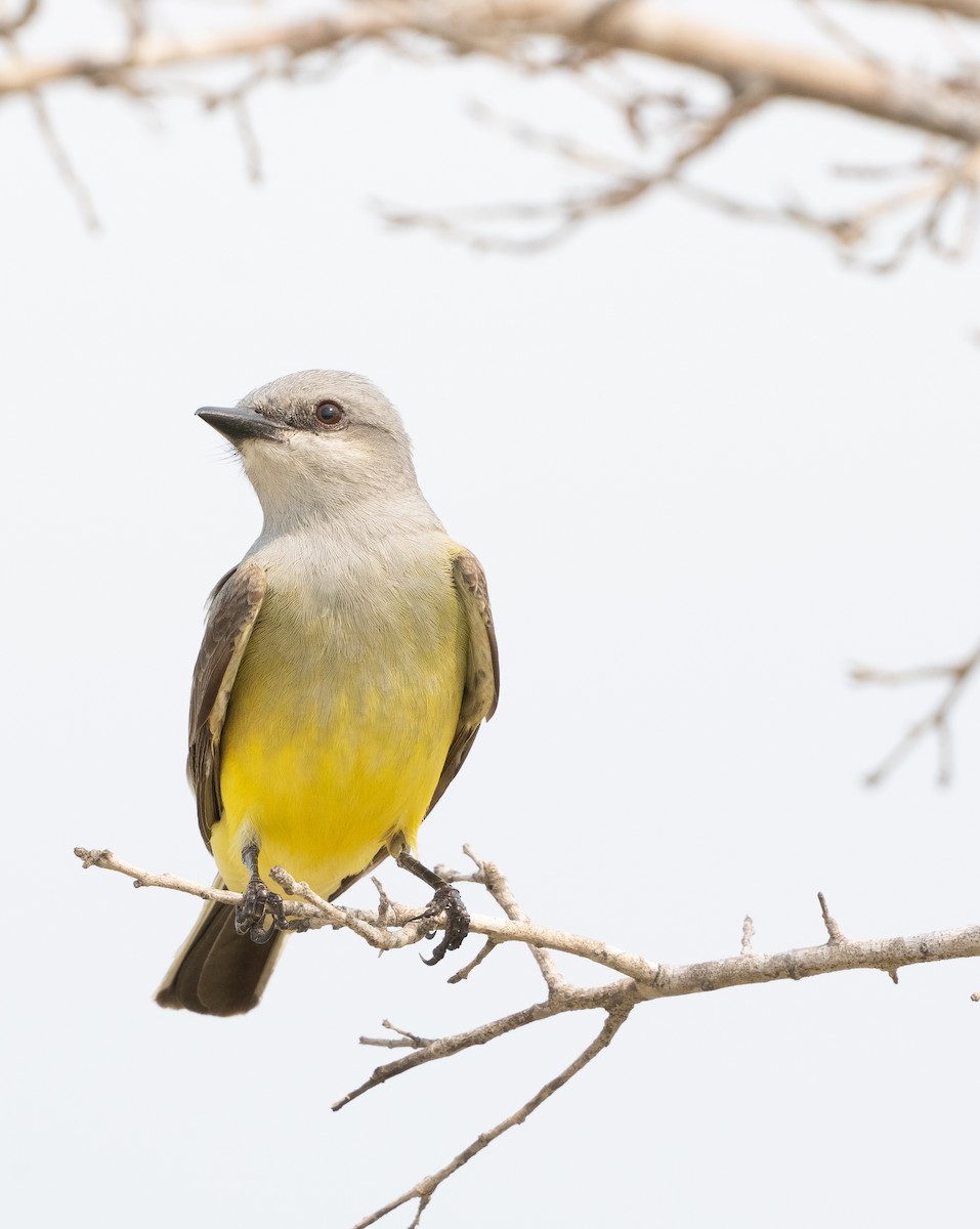 Western Kingbird - A Birder