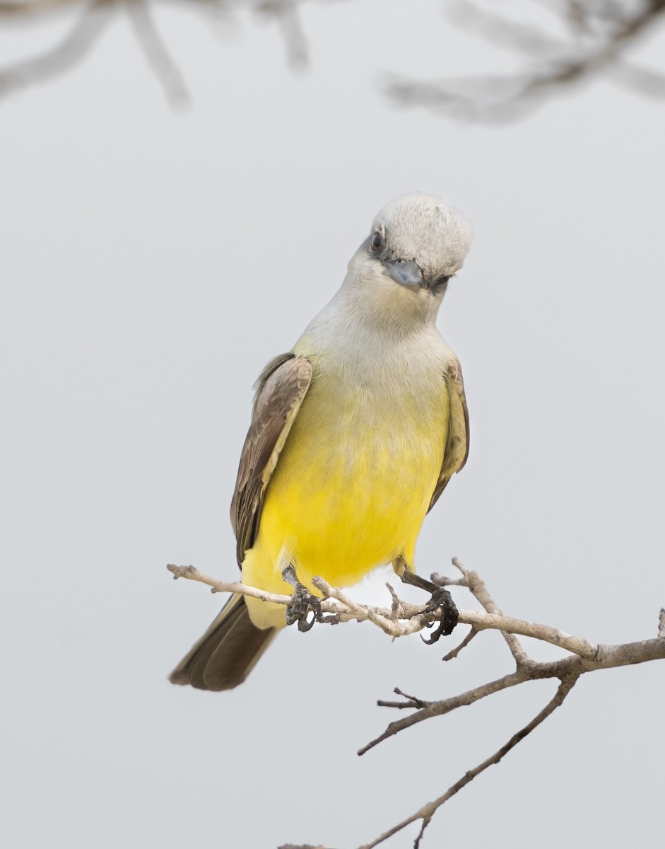 Western Kingbird - A Birder