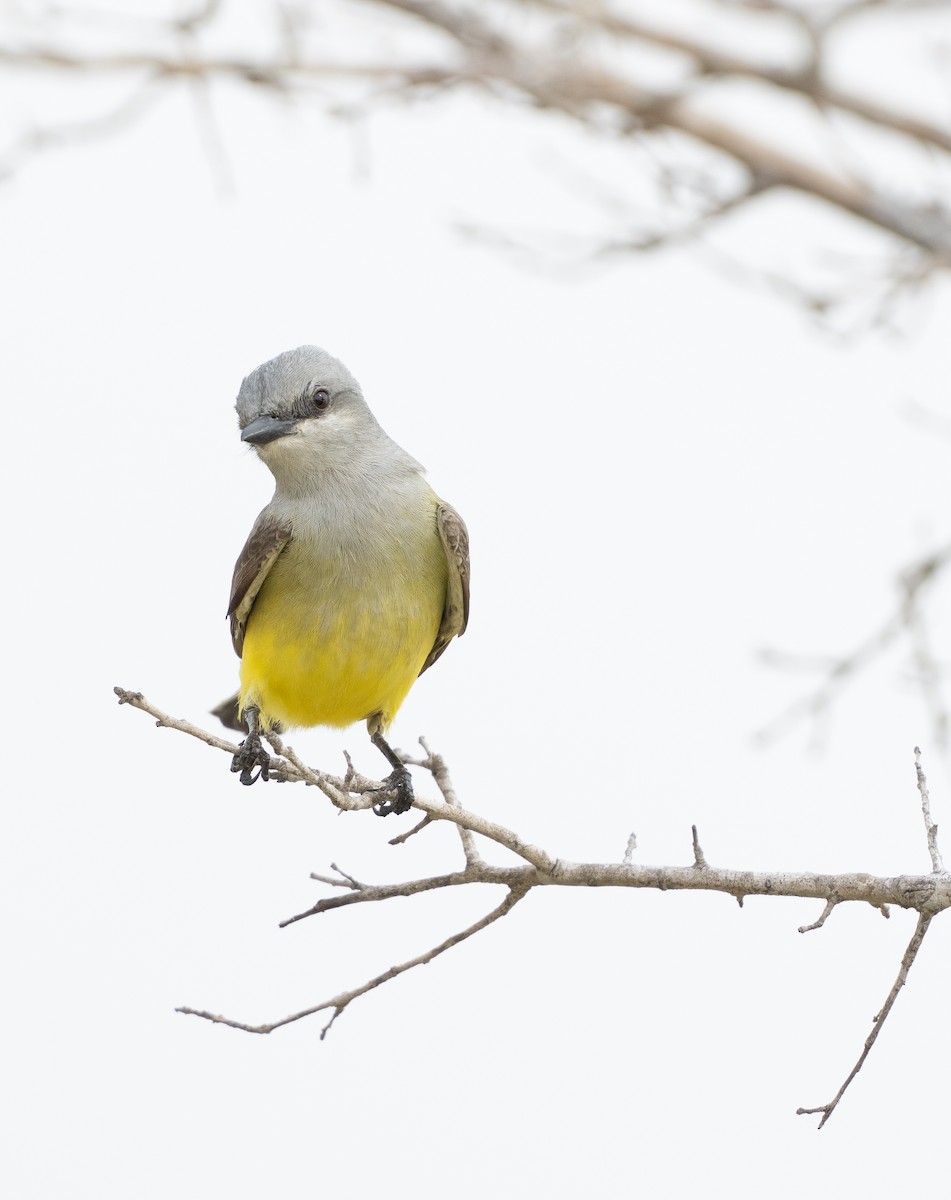 Western Kingbird - A Birder