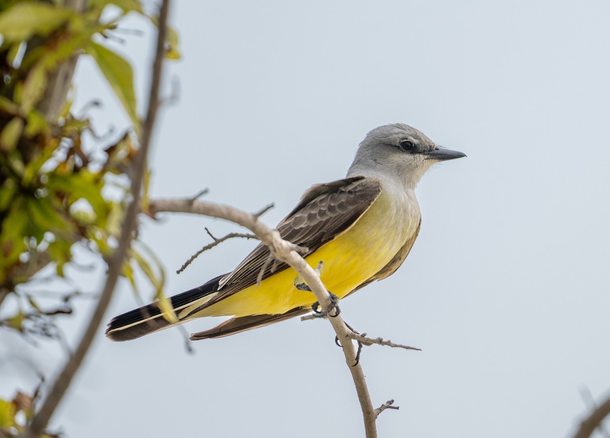 Western Kingbird - A Birder