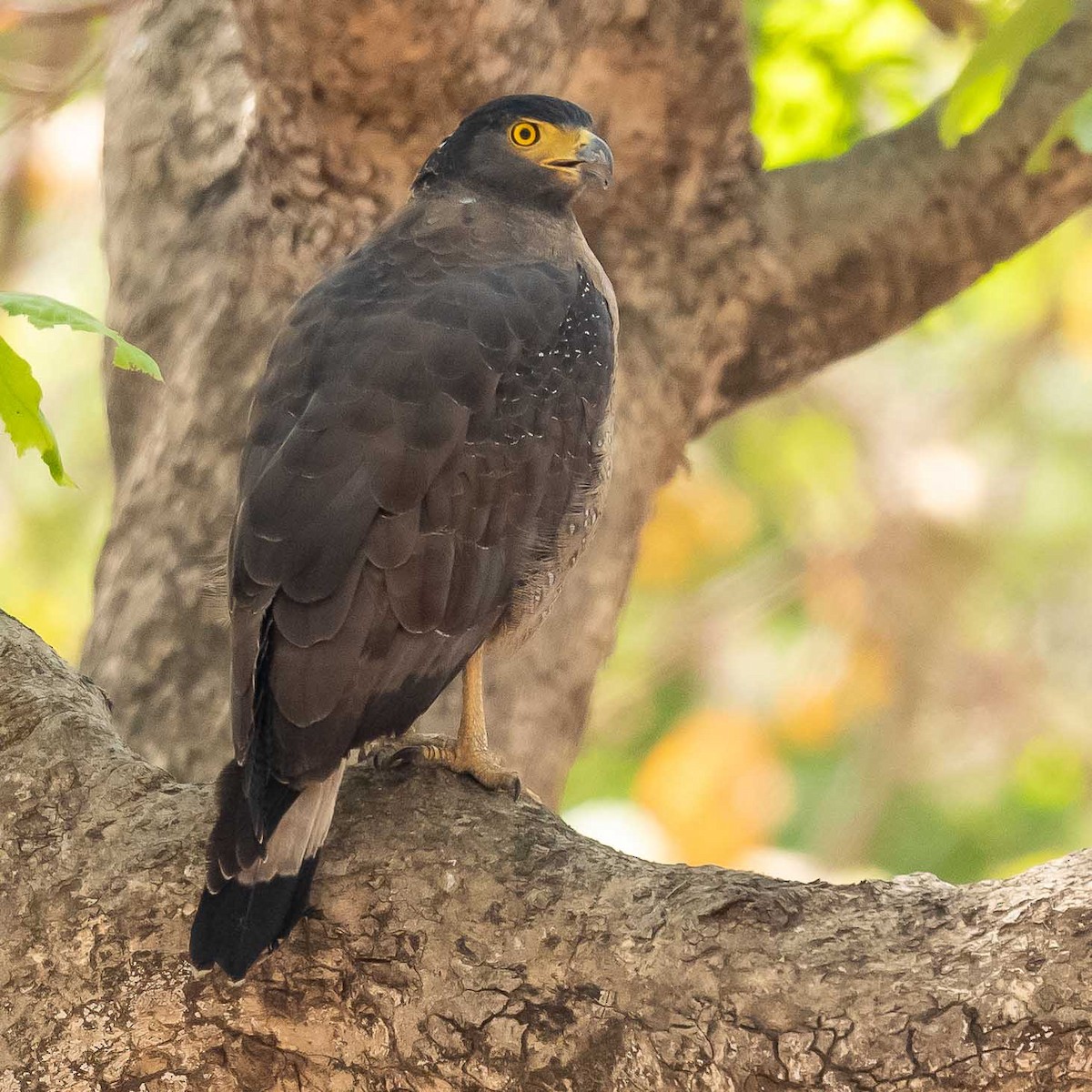 Crested Serpent-Eagle - Jean-Louis  Carlo