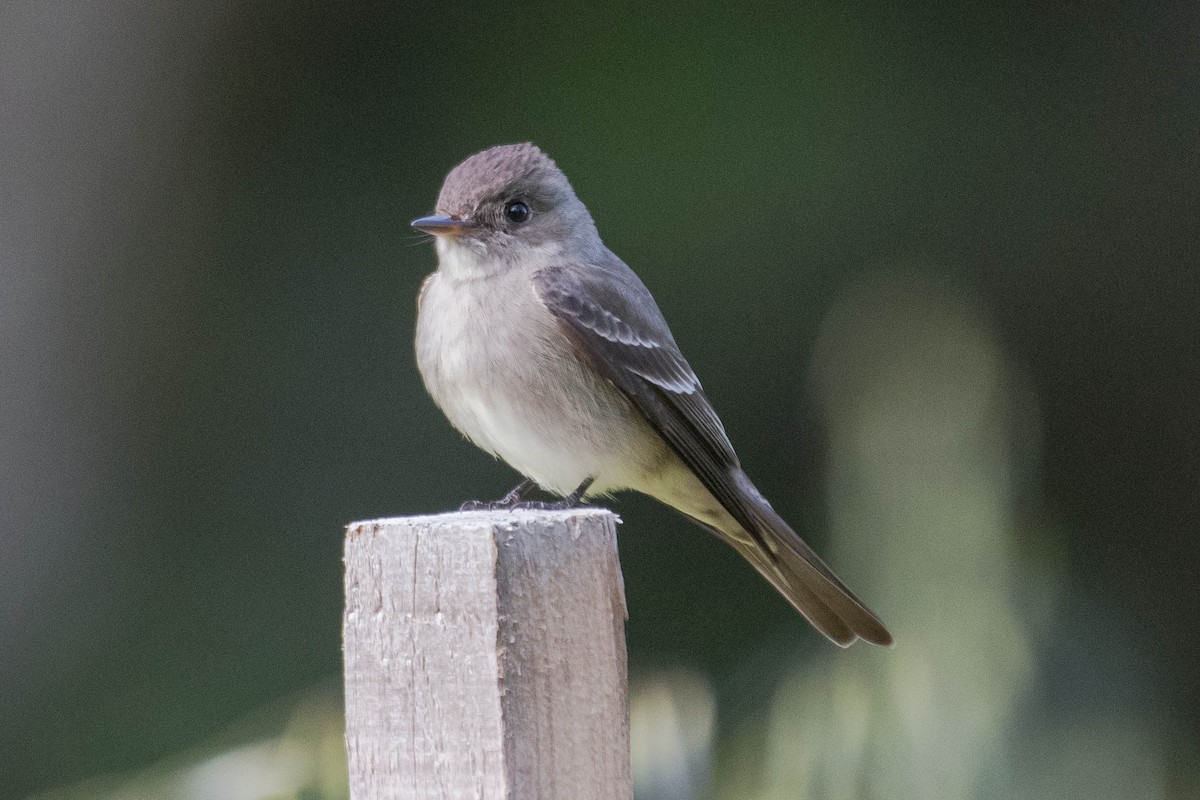 Western Wood-Pewee - Joshua Little