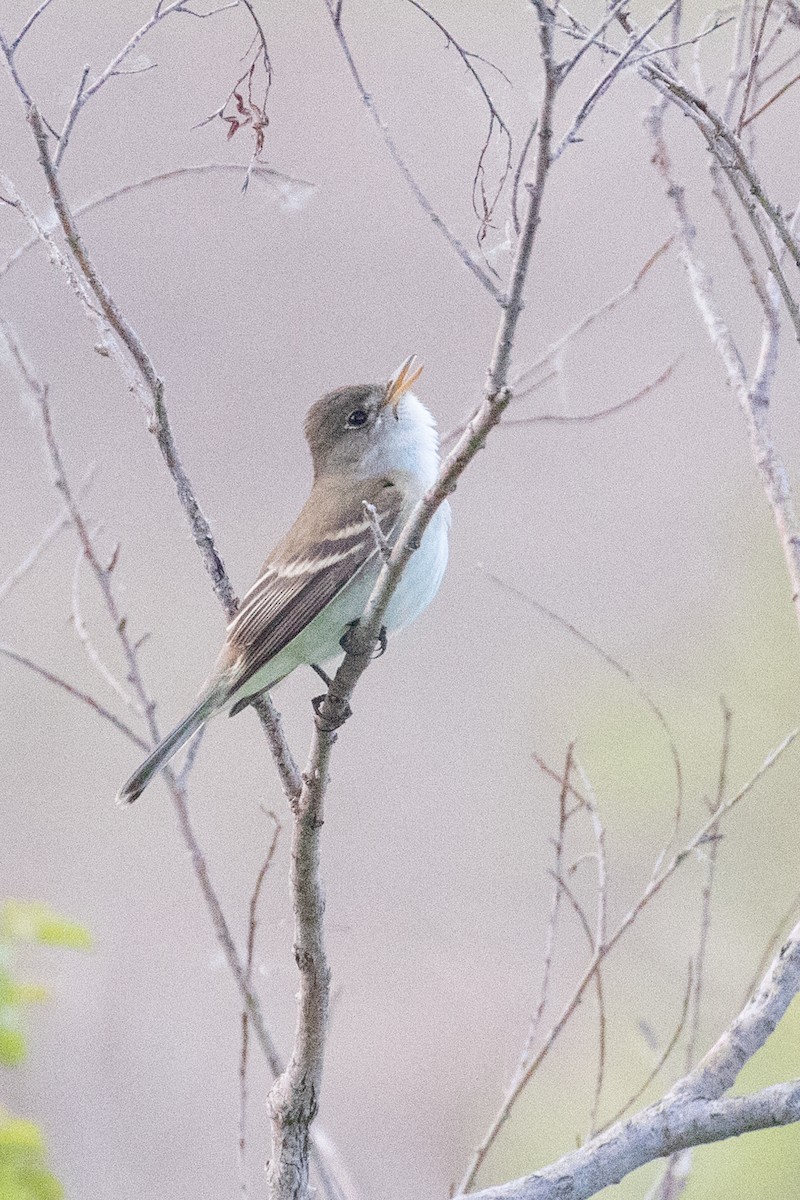 Willow Flycatcher - Anonymous