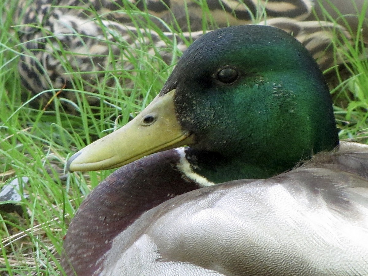 Mallard - Erin Barber