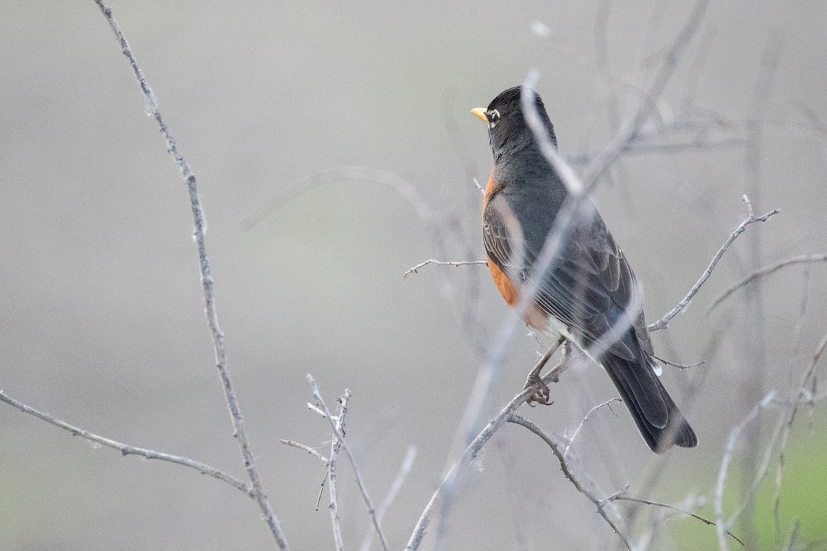 American Robin - Anonymous