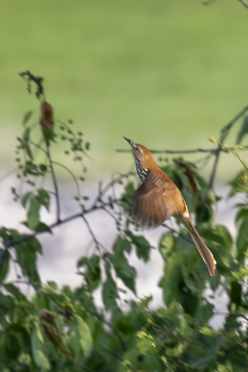 Brown Thrasher - Jonathan Varner