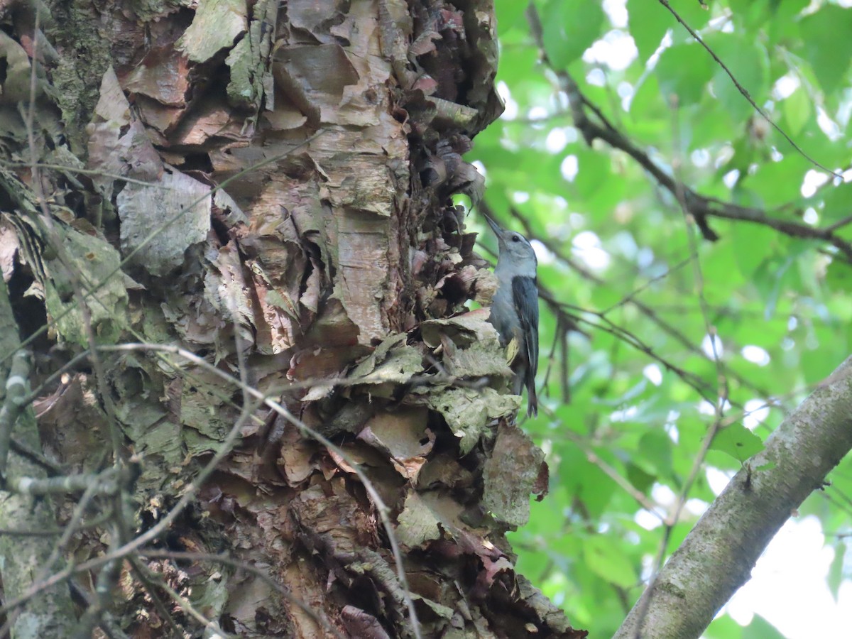 White-breasted Nuthatch - G. Vike Vicente