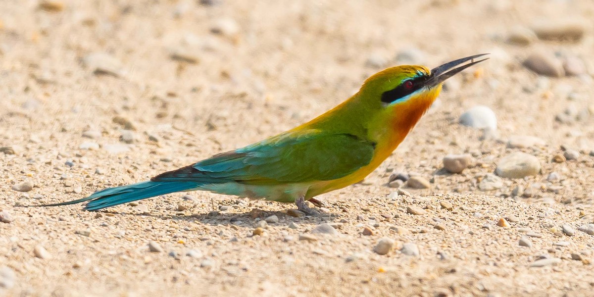 Blue-tailed Bee-eater - Jean-Louis  Carlo