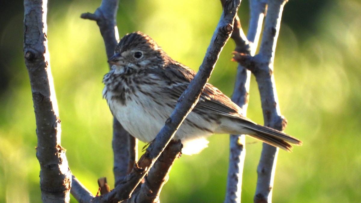 Vesper Sparrow - Walt Lutz