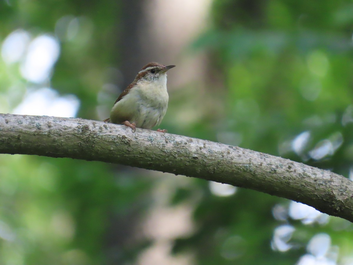 Carolina Wren - G. Vike Vicente