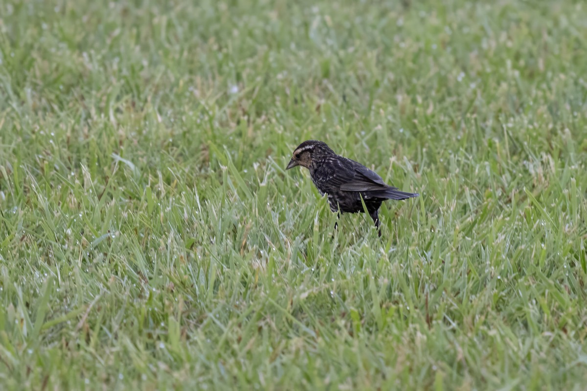 Red-winged Blackbird - Jonathan Varner