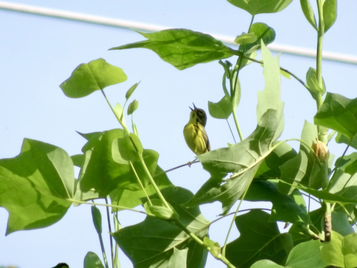 Prairie Warbler - Dan Keener