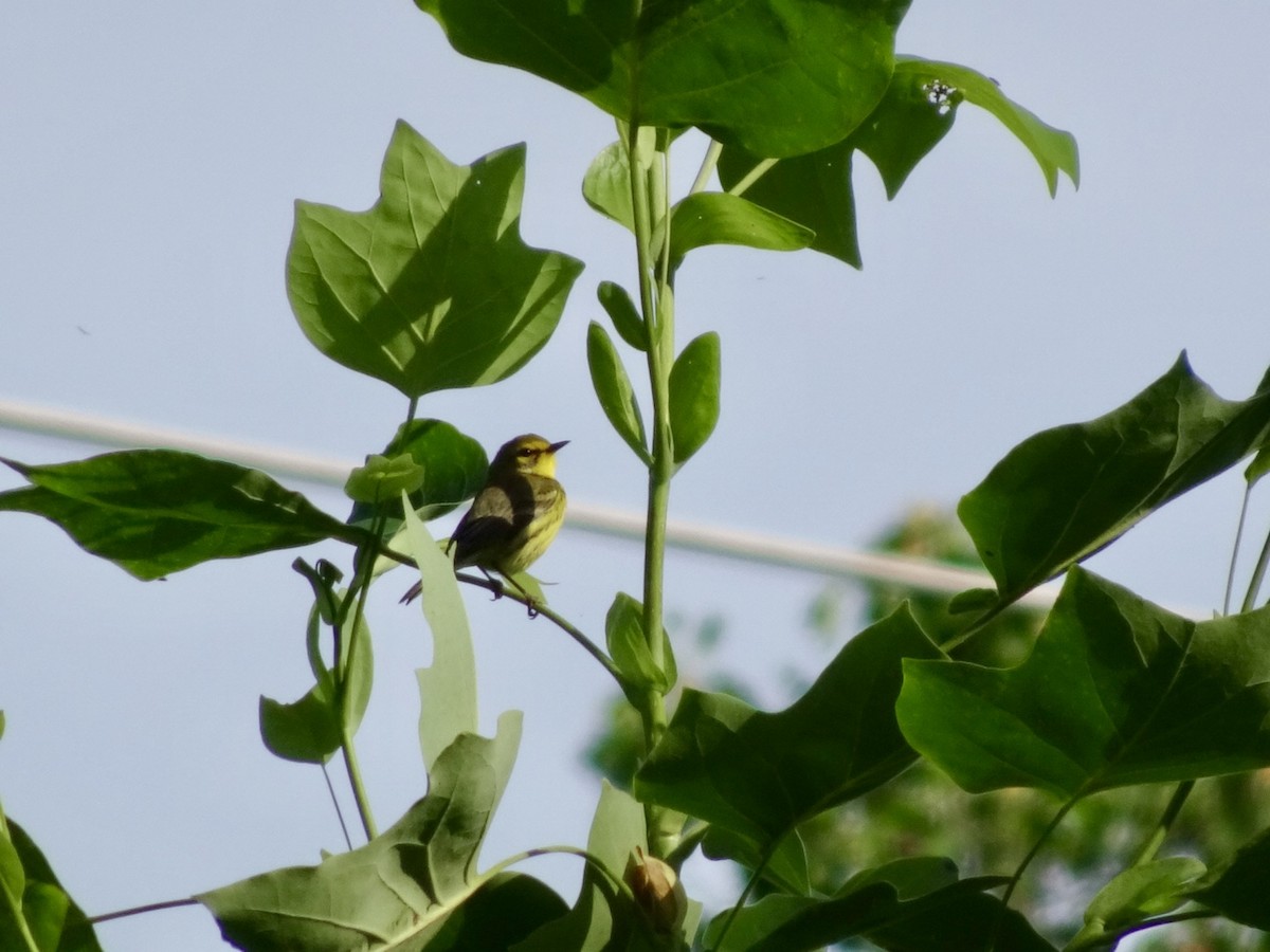 Prairie Warbler - Dan Keener