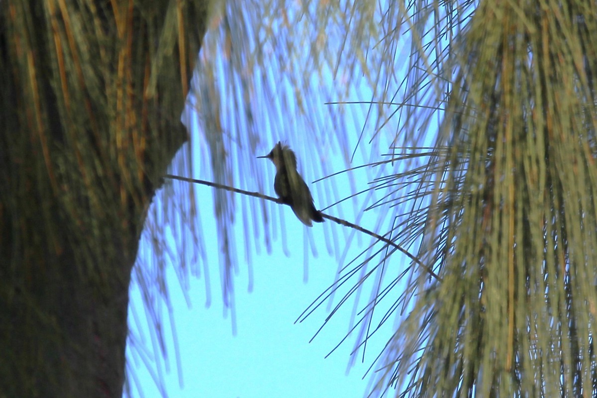 Antillean Crested Hummingbird - ML619571469