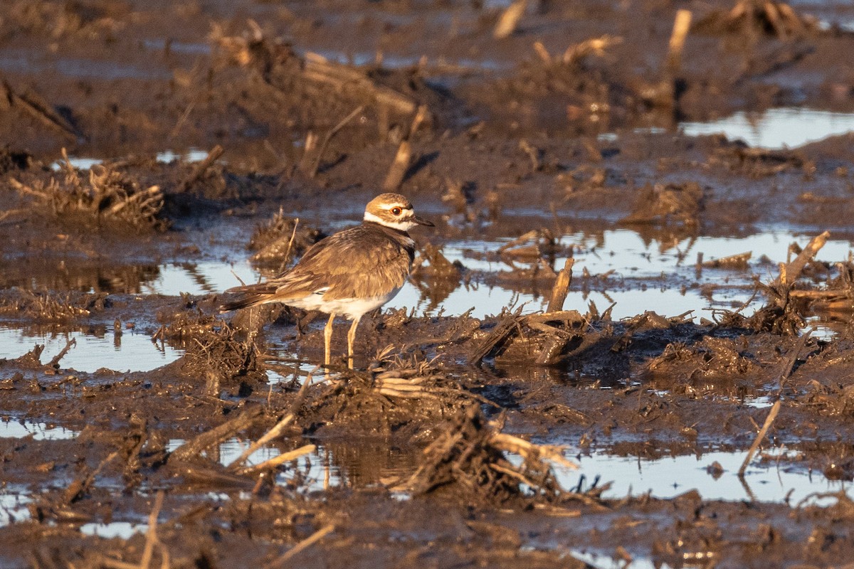 Killdeer - ML619571472