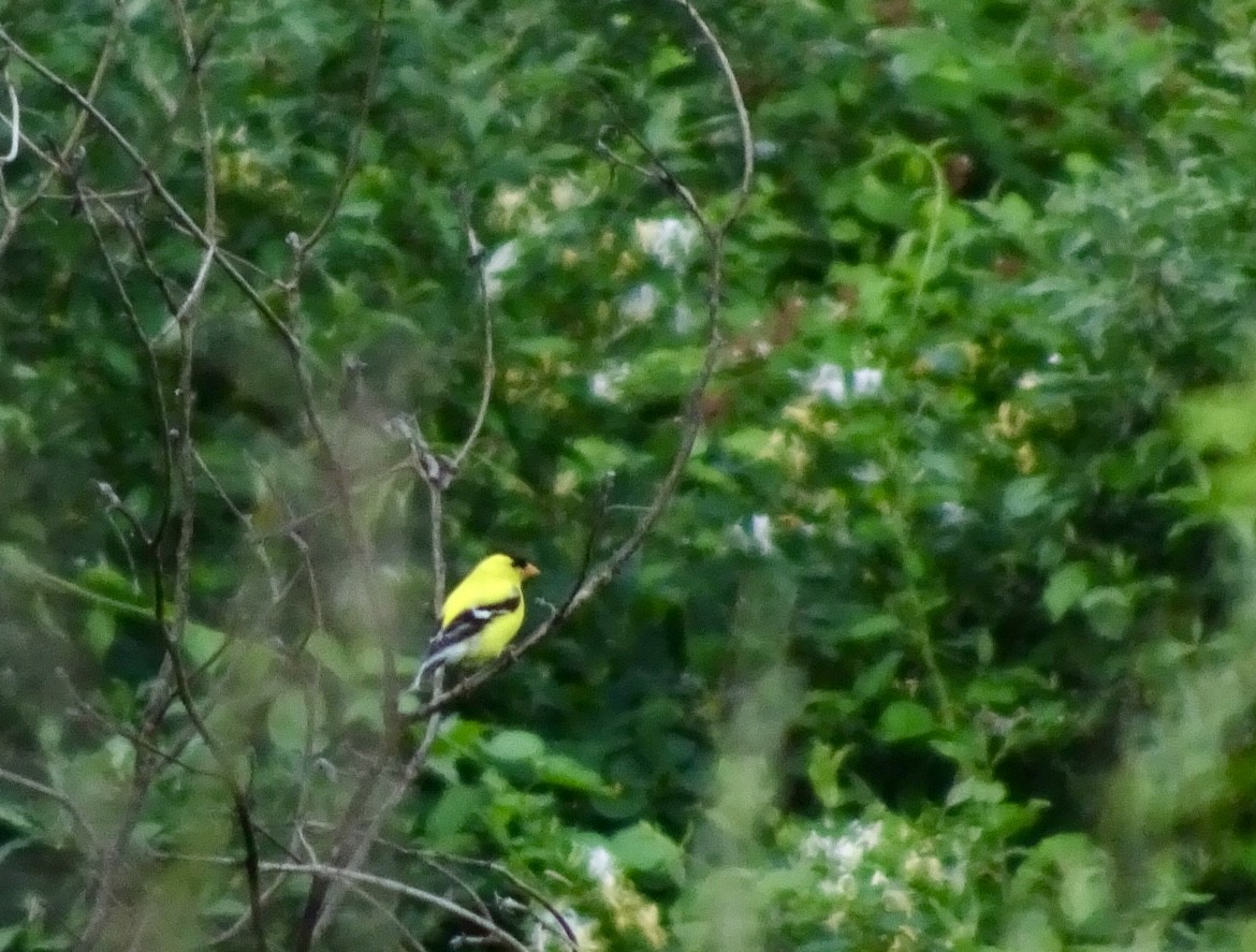 American Goldfinch - Dan Keener