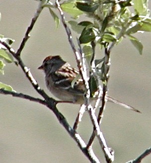 White-crowned Sparrow - Doug Wassmer