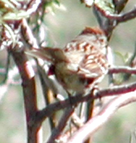 White-crowned Sparrow - Doug Wassmer