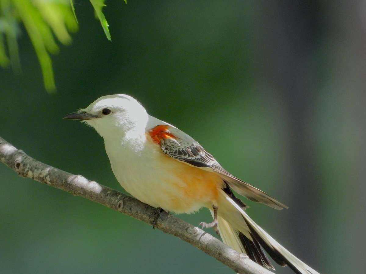 Scissor-tailed Flycatcher - ML619571490