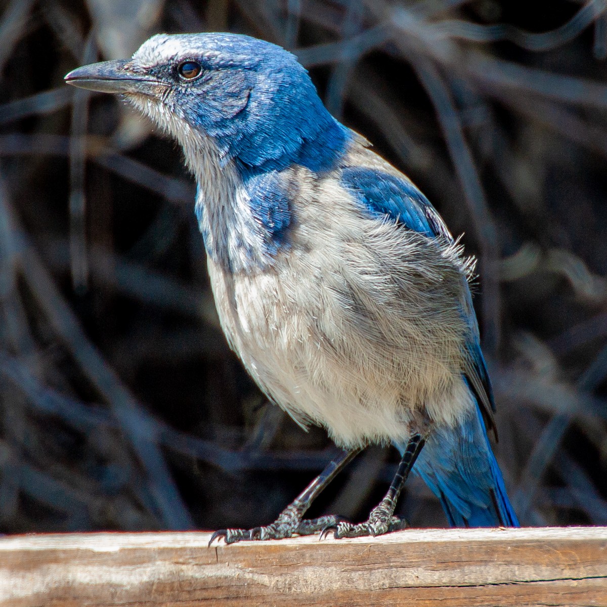 Florida Scrub-Jay - Hubertus Irth