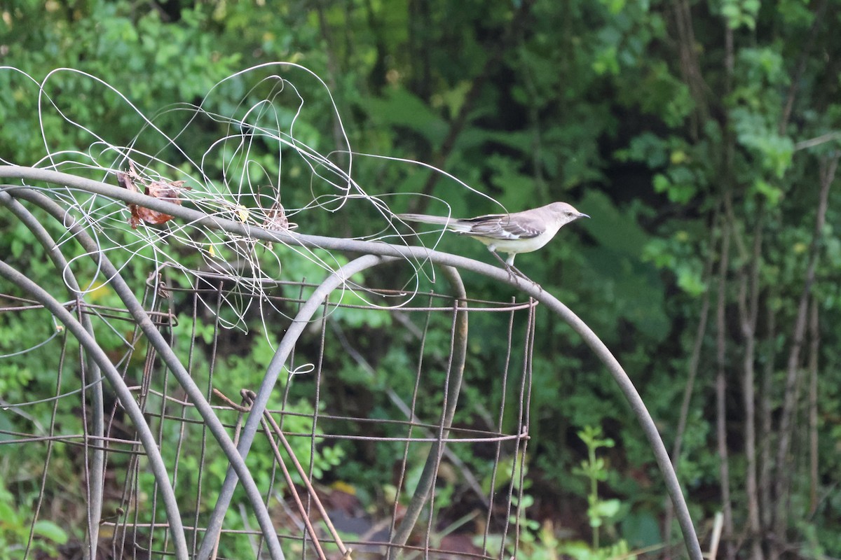 Northern Mockingbird - Sandra Tidwell