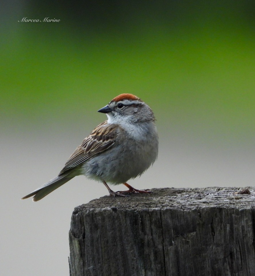 Chipping Sparrow - ML619571504