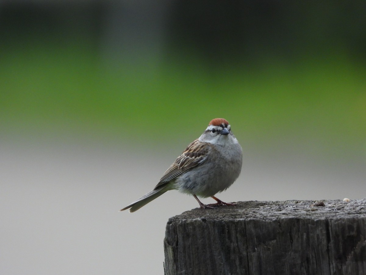 Chipping Sparrow - Marcea Marine
