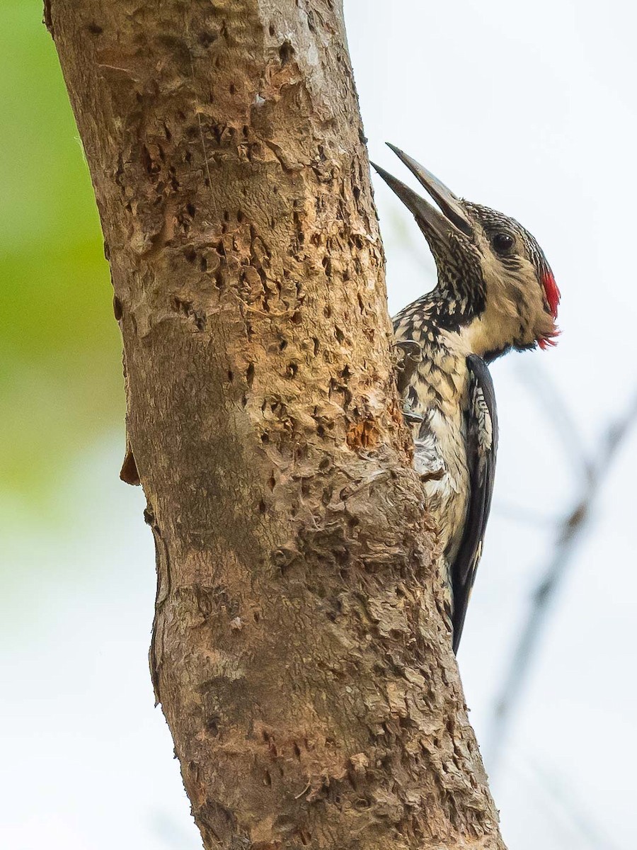 Black-rumped Flameback - Jean-Louis  Carlo