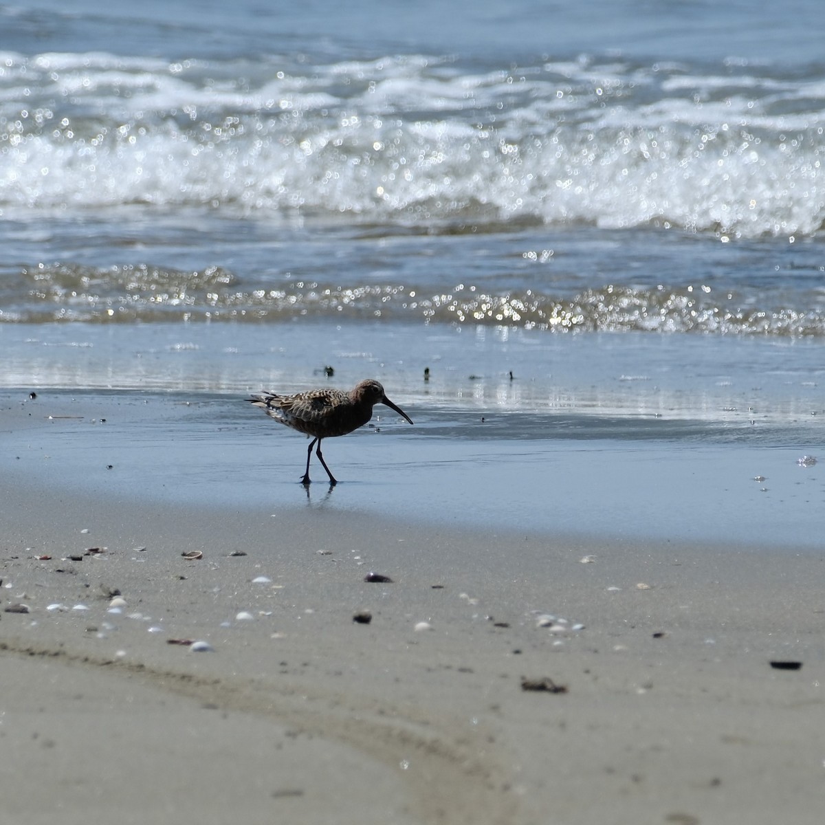 Curlew Sandpiper - Petr Panasyuk