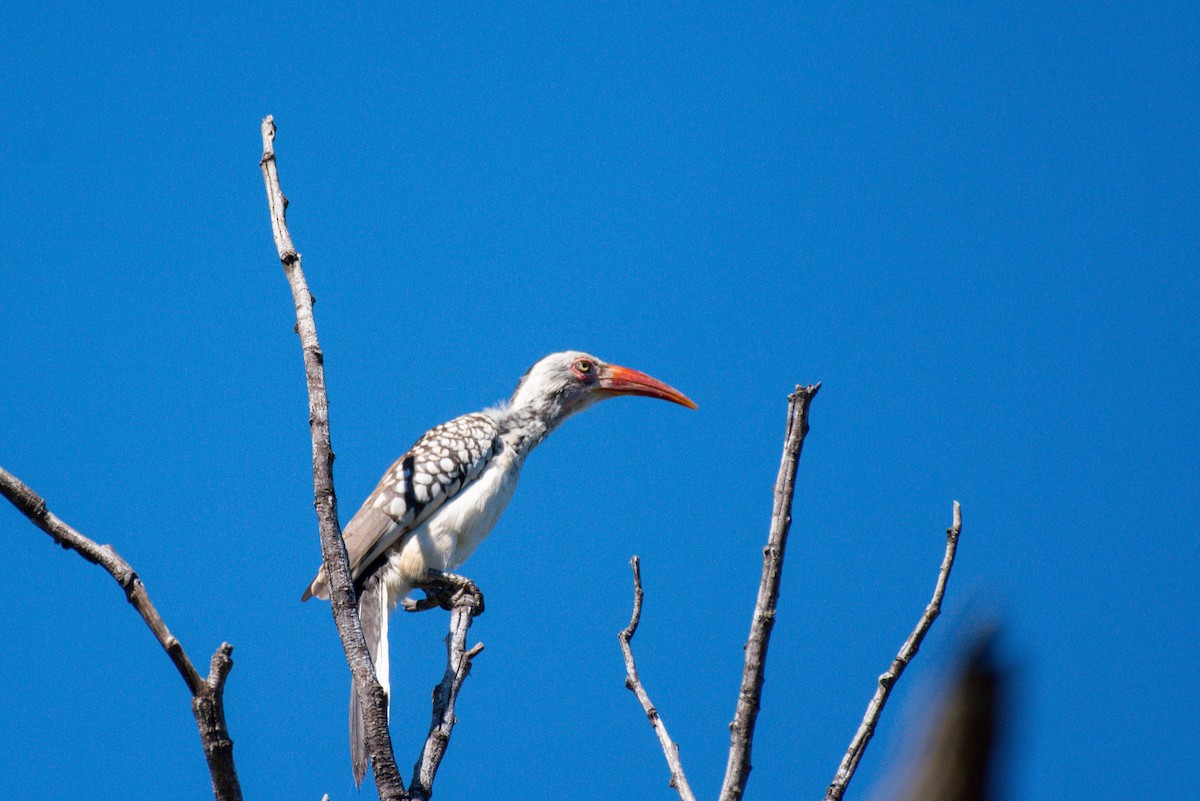 Southern Red-billed Hornbill - Nico Visser