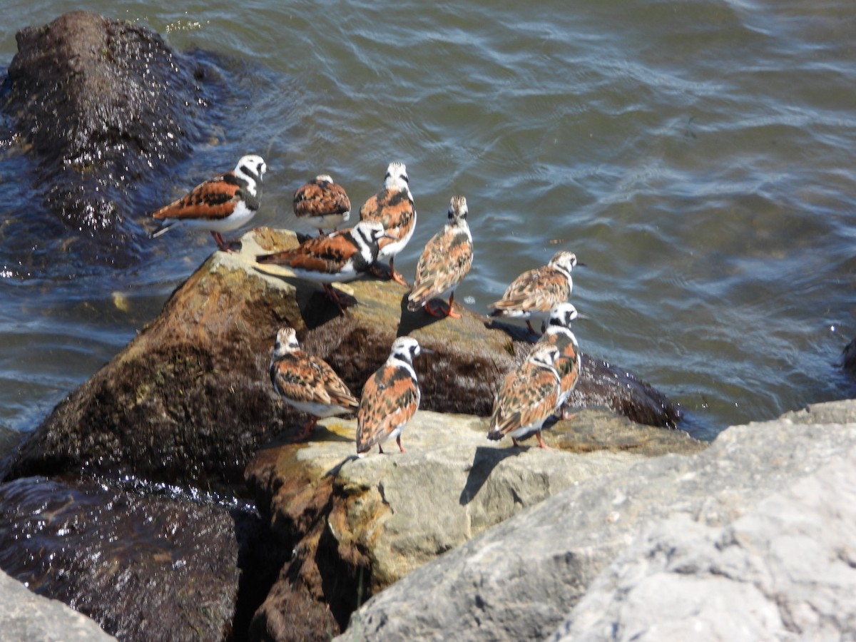 Ruddy Turnstone - Emily Williams