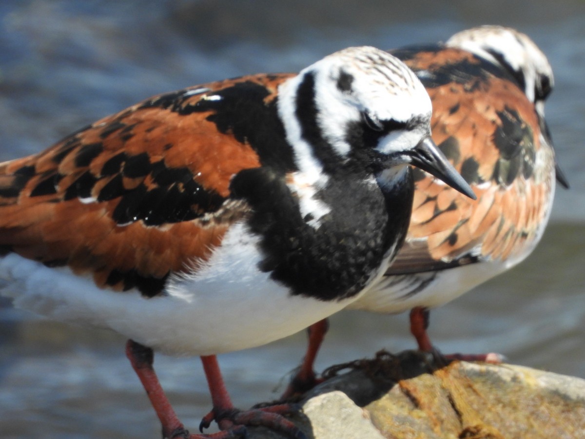 Ruddy Turnstone - Emily Williams