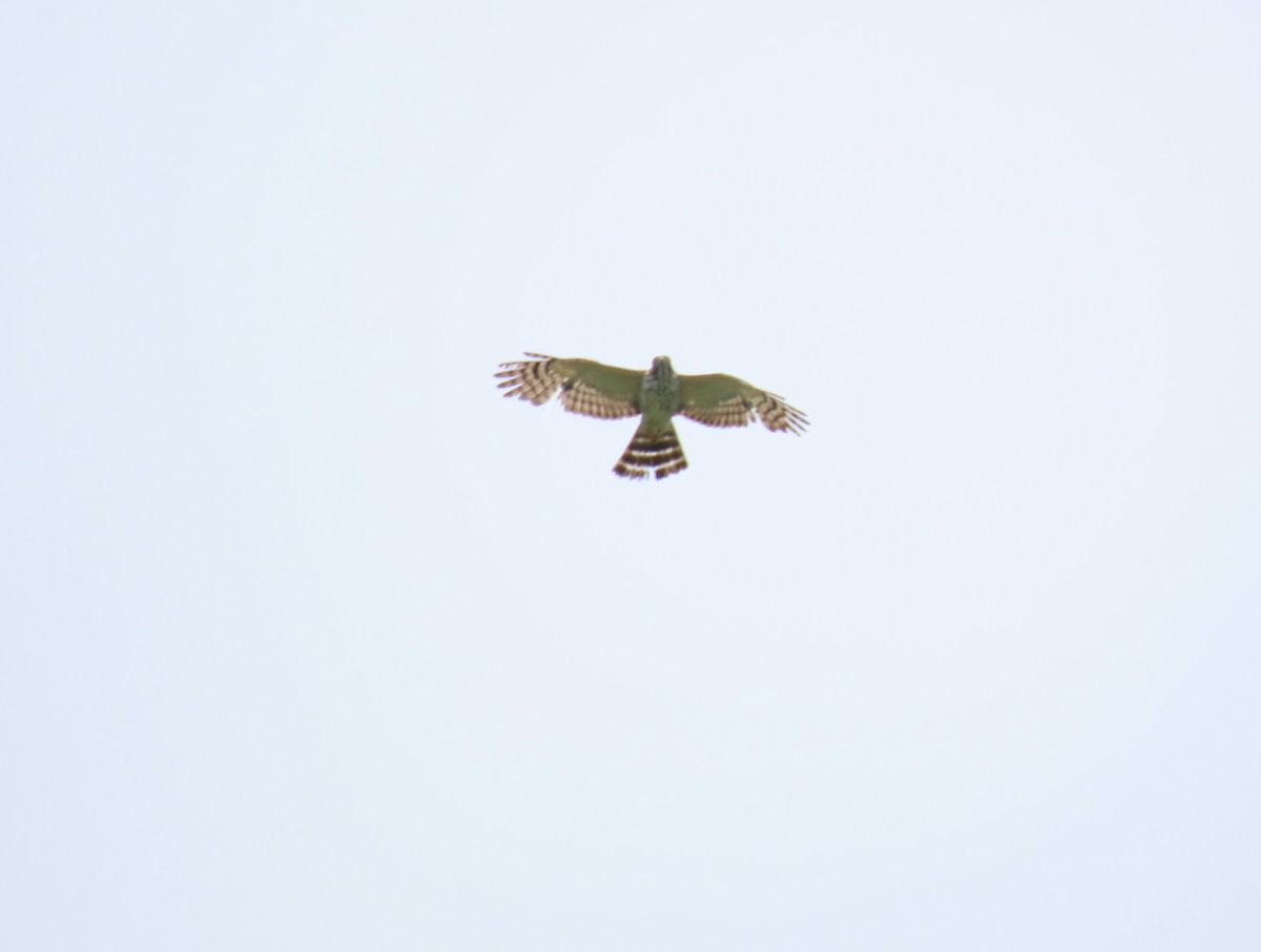 Double-toothed Kite - Stephen Younger