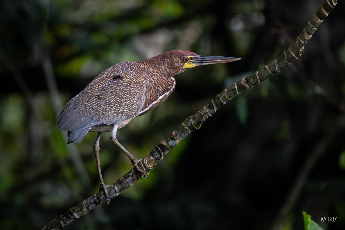 Rufescent Tiger-Heron - Roxie Fu