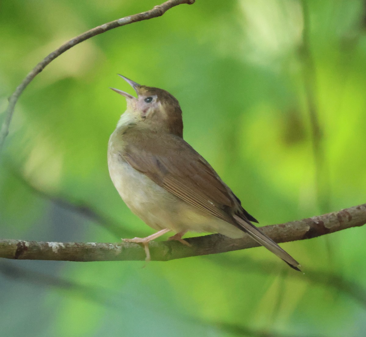 Swainson's Warbler - Jerry Griggs