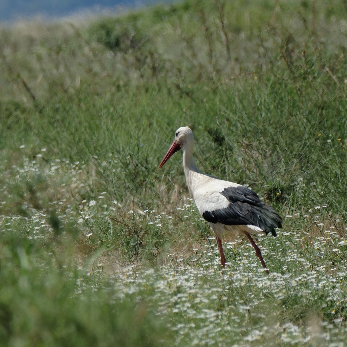 White Stork - Petr Panasyuk