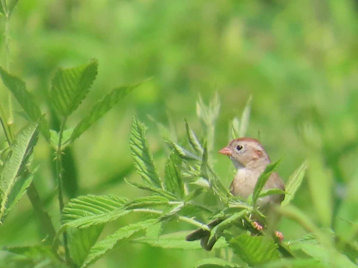 Field Sparrow - G. Vike Vicente