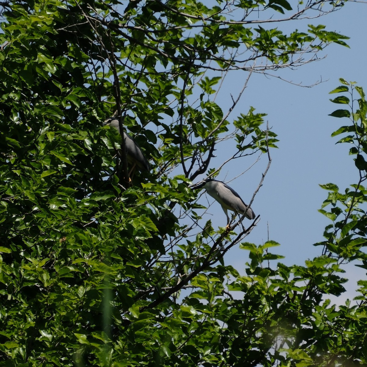 Black-crowned Night Heron - Petr Panasyuk