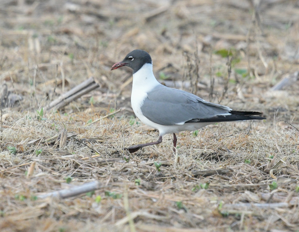 Laughing Gull - Margaret Poethig