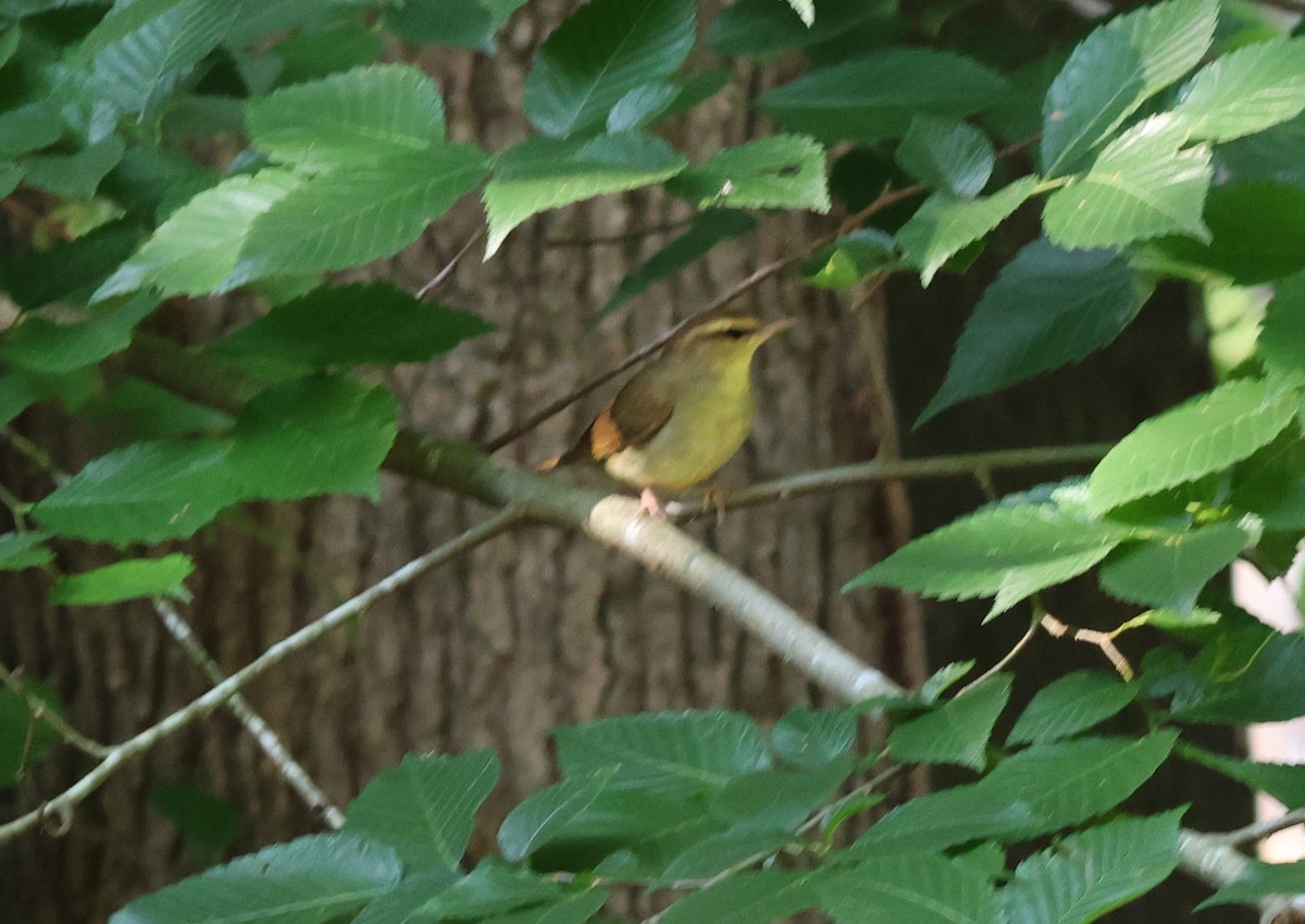 Swainson's Warbler - Jerry Griggs