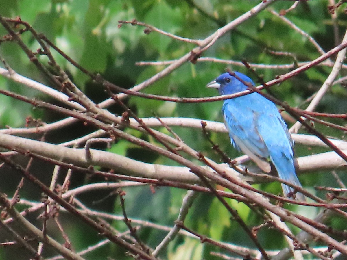 Indigo Bunting - G. Vike Vicente