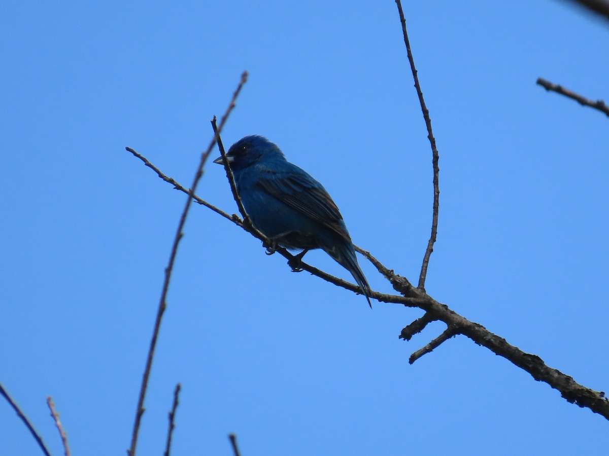 Indigo Bunting - G. Vike Vicente