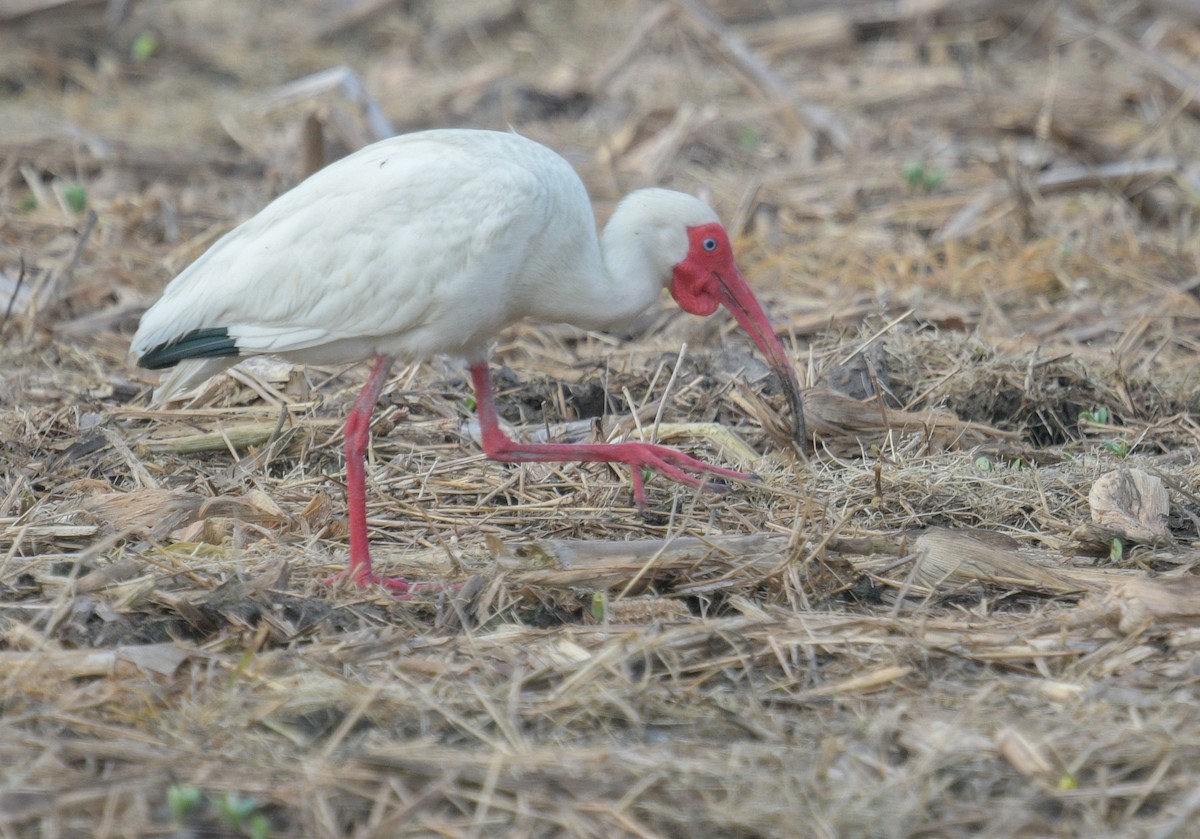 White Ibis - Margaret Poethig