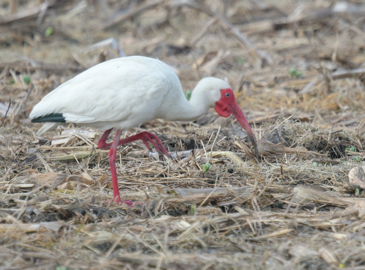 White Ibis - Margaret Poethig