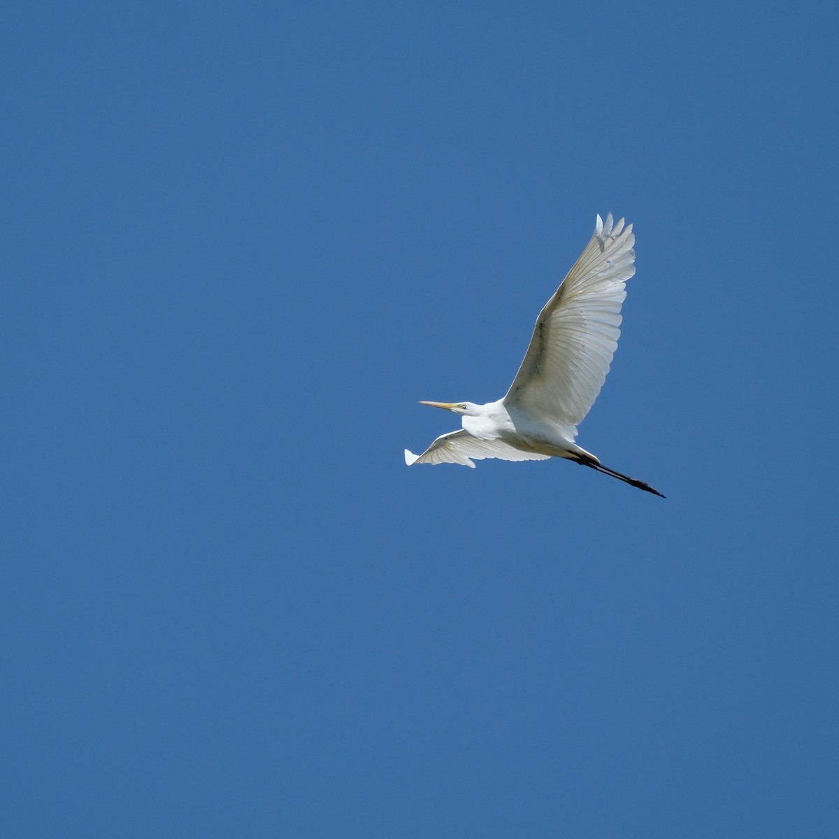 Great Egret - Petr Panasyuk