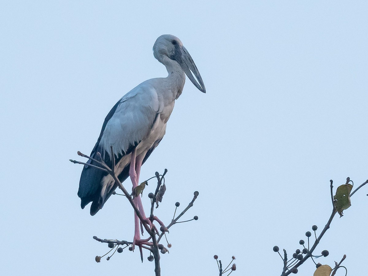 Asian Openbill - Jean-Louis  Carlo