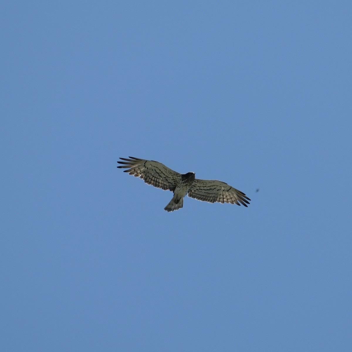 Short-toed Snake-Eagle - Petr Panasyuk