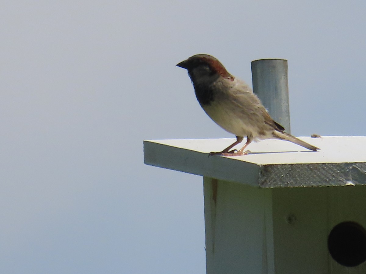 House Sparrow - G. Vike Vicente