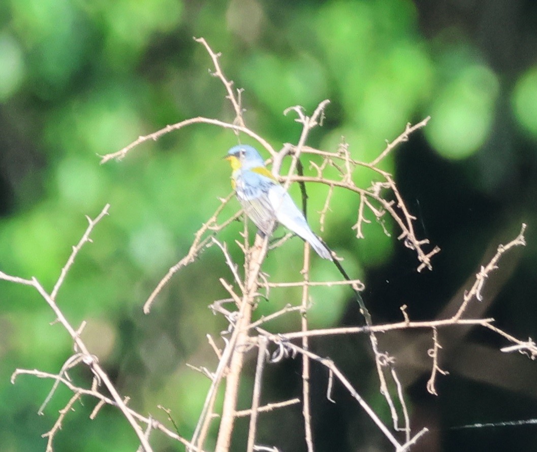 Northern Parula - Jerry Griggs