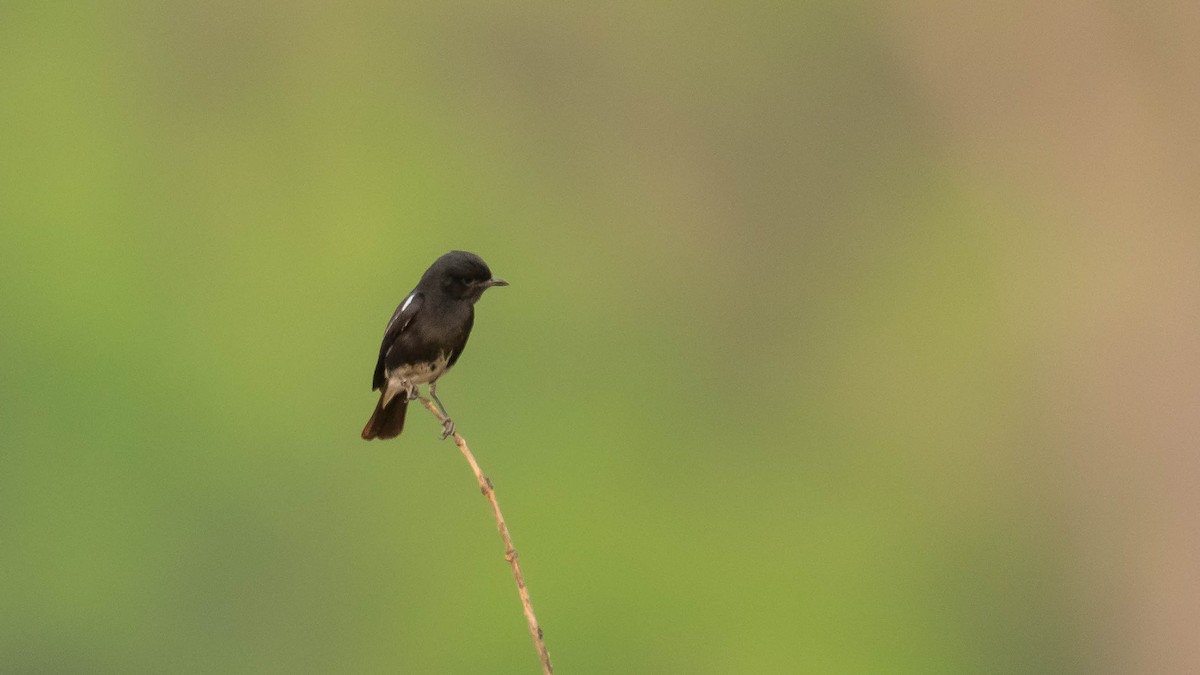 Pied Bushchat - Jean-Louis  Carlo